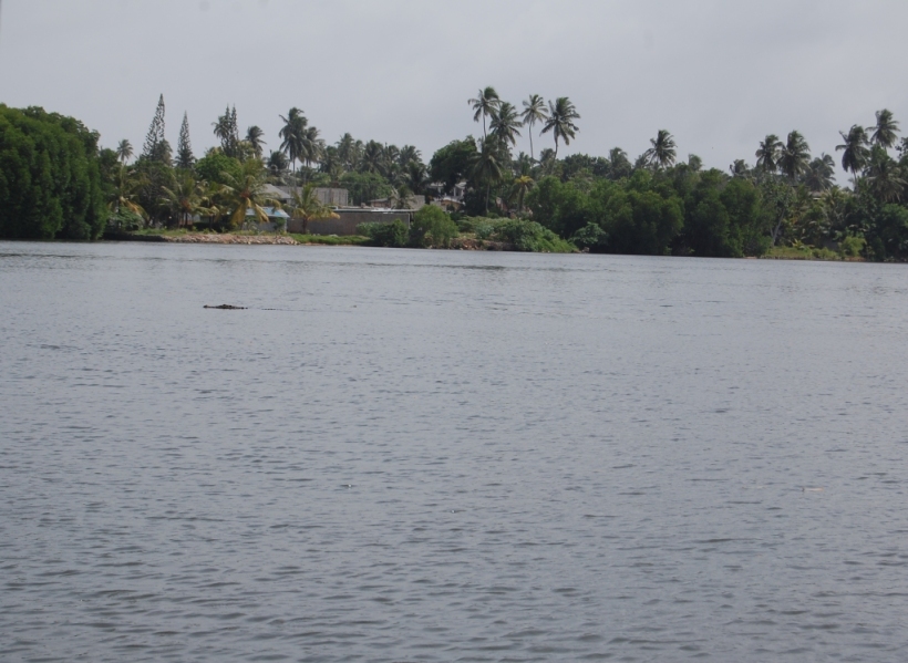 And a crocodile too. Do you see the small black streak in the water? Yep, thats the one!